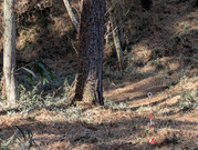 PXL_20260131_024452435-001