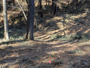 PXL_20260131_024316496-001