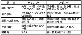 テキリスゲとアゼスゲの比較
