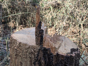 PXL_20260131_032651053.LONG_EXPOSURE