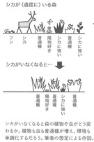 シカがいる森いない森