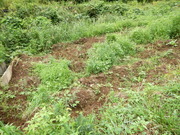 DSCN8756