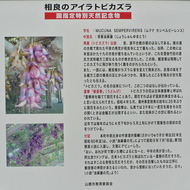 アイラトビカズラ