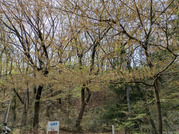PXL_20260405_040925777
