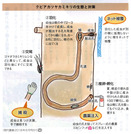 クビアカツヤカミキリを防ぐ（現代農業21年5月号）_2
