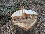 PXL_20260111_011028900