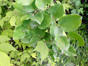 サルトリイバラ