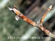 PXL_20260301_015202541