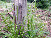 エナシヒゴクサ2