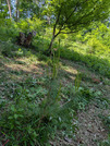 PXL_20260515_041157278