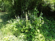P7240012