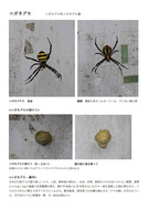 コガネグモ　卵のう_1