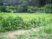 P8130005
