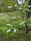 PXL_20260410_043342807