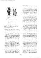 日本のナガキクイムシ科(家屋害虫15-1、1993)_2