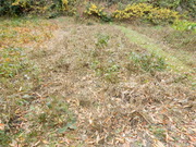 DSCN0298