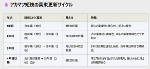 アカマツ短枝の葉束更新サイクル