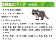 アライグマの生態と防除対策の必要性について_18