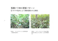 ナラ枯れ跡地の広葉樹林更新_7