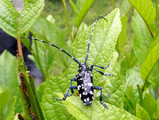 ゴマダラカミキリ