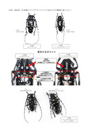ツヤハダゴマダラカミキリの見分け方_1