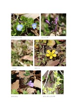 谷津田に咲く春を告げる野の花03