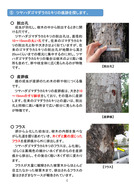 ツヤハダゴマダラカミキリのモニタリング_4