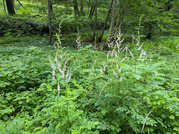 PXL_20260621_083545641