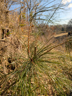 PXL_20260130_013016976