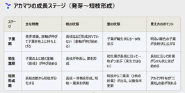 アカマツの成長ステージ（発芽～短枝形成）