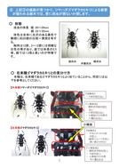 ツヤハダゴマダラカミキリのモニタリング_5