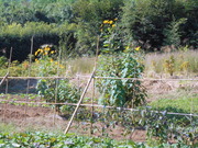 DSCN1357