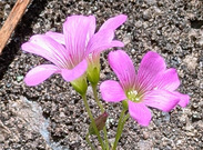 PXL_20260411_025447187