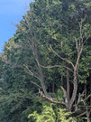 32796_0-001