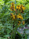 PXL_20260805_052857426