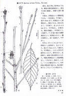コナラの冬芽