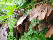 シロダモ枯れ枝