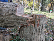 PXL_20251124_020227288