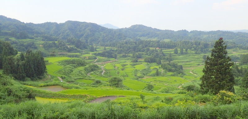 星峠の棚田 新潟県十日町市 7月29日 岩殿満喫クラブ 岩殿 Day By Day 星峠の棚田 新潟県十日町市 7月29日 岩殿満喫クラブ 岩殿 Day By Day
