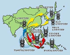 ヒラタクワガタの分布拡大経路