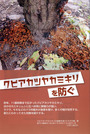 クビアカツヤカミキリを防ぐ（現代農業21年5月号）_1