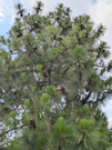 PXL_20260619_065123113