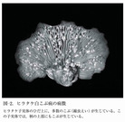 ●きのことキノコバエと線虫の三者関係_3