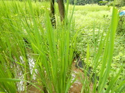 DSCN8659