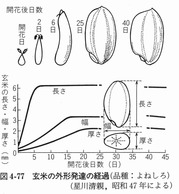 開花184