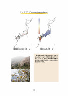 広葉樹の種苗の移動に関する遺伝的ガイドライン（森林総研）_17