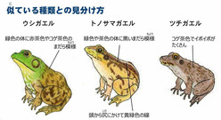 ウシガエル