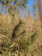 PXL_20260130_010217245