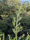 PXL_20260729_082350255