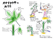 オオブタクサのぬき方（エコシティ志木）